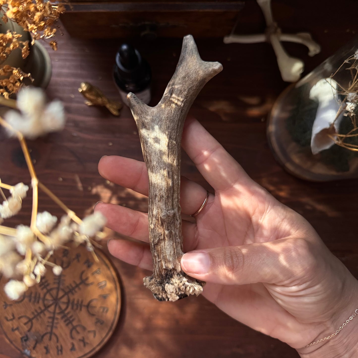 Mini Roe Deer Antler B13