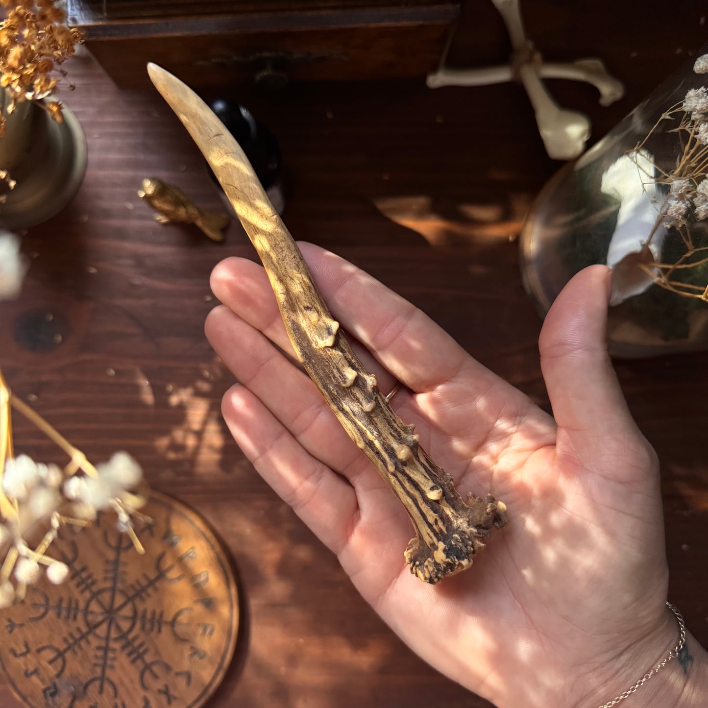 Mini Roe Deer Antler B11