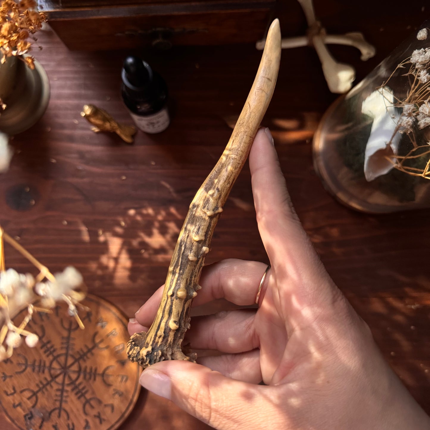Mini Roe Deer Antler B11