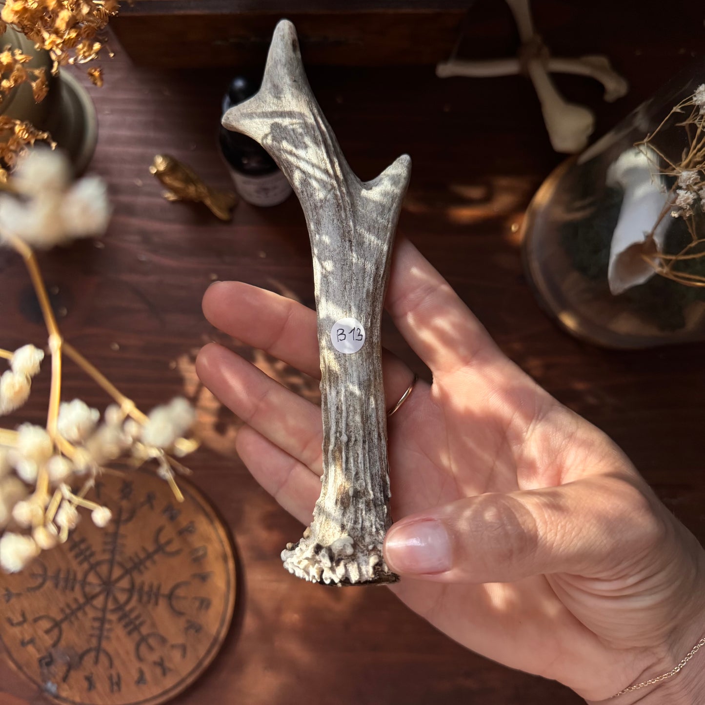 Mini Roe Deer Antler B13