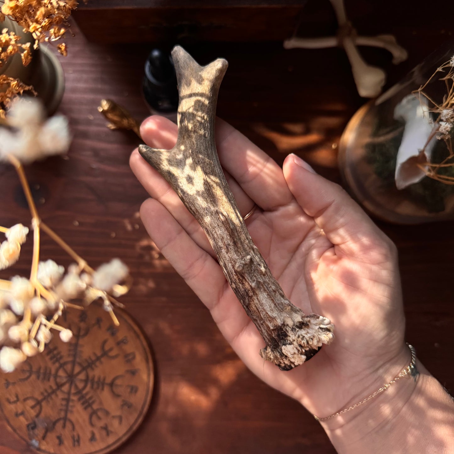 Mini Roe Deer Antler B13
