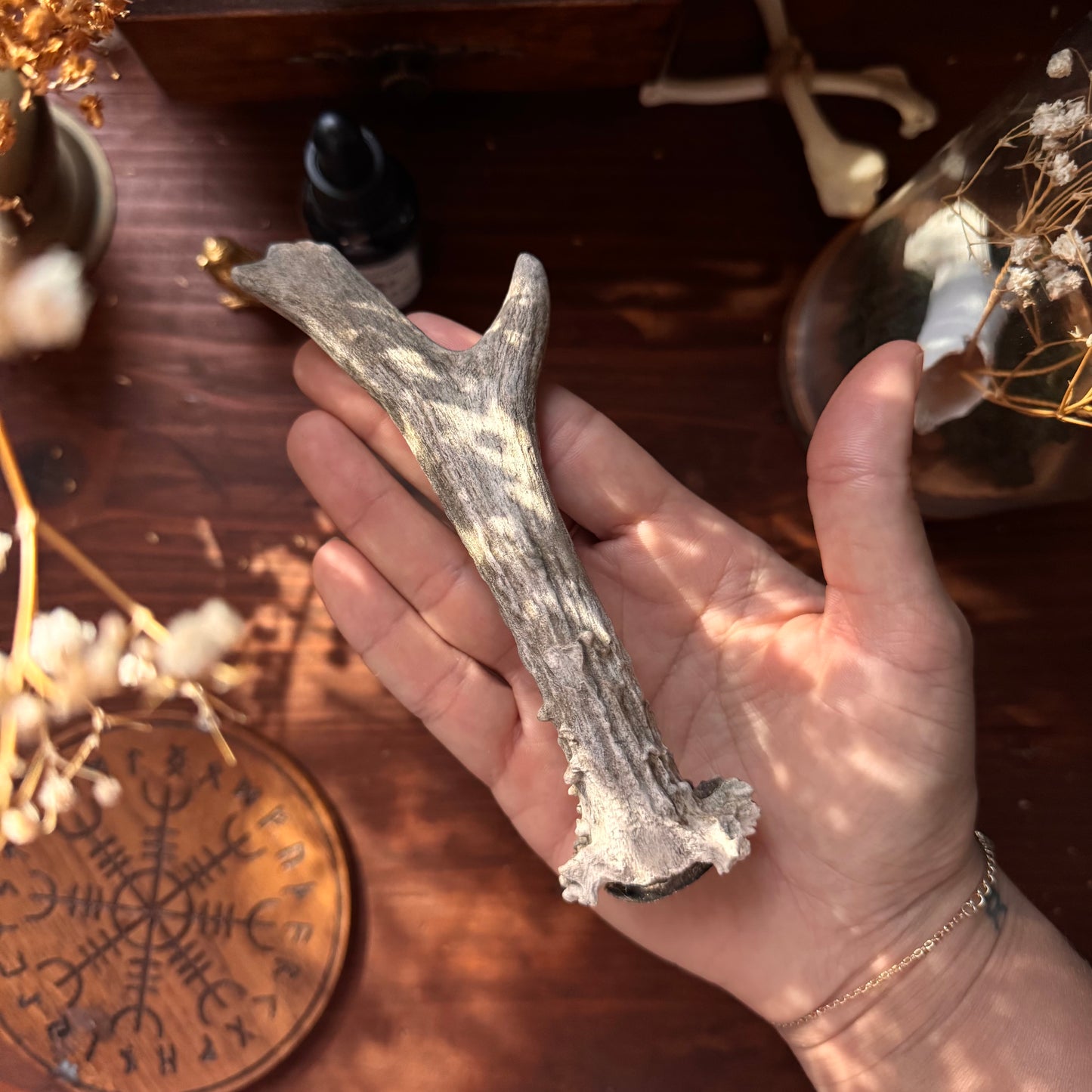 Mini Roe Deer Antler B12