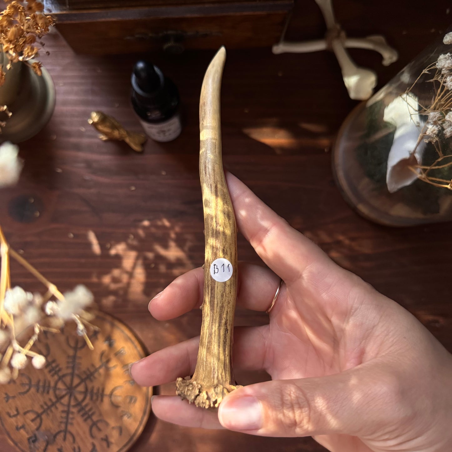 Mini Roe Deer Antler B11