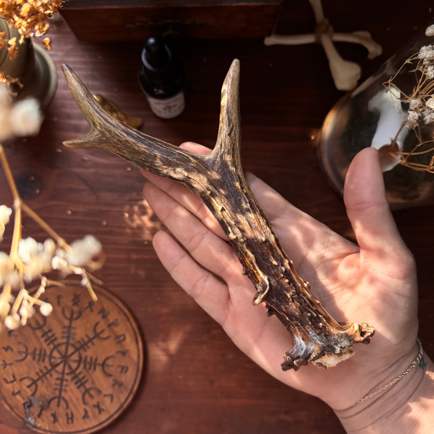 Mini Roe Deer Antler B14