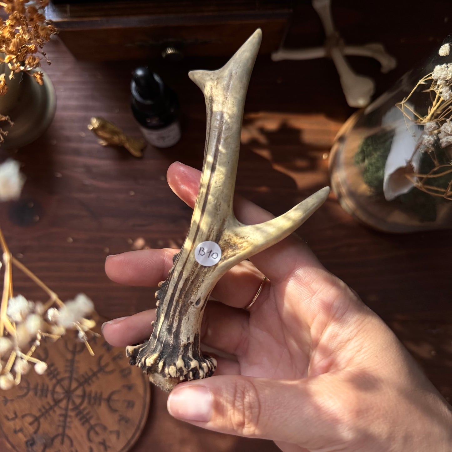 Mini Roe Deer Antler B10
