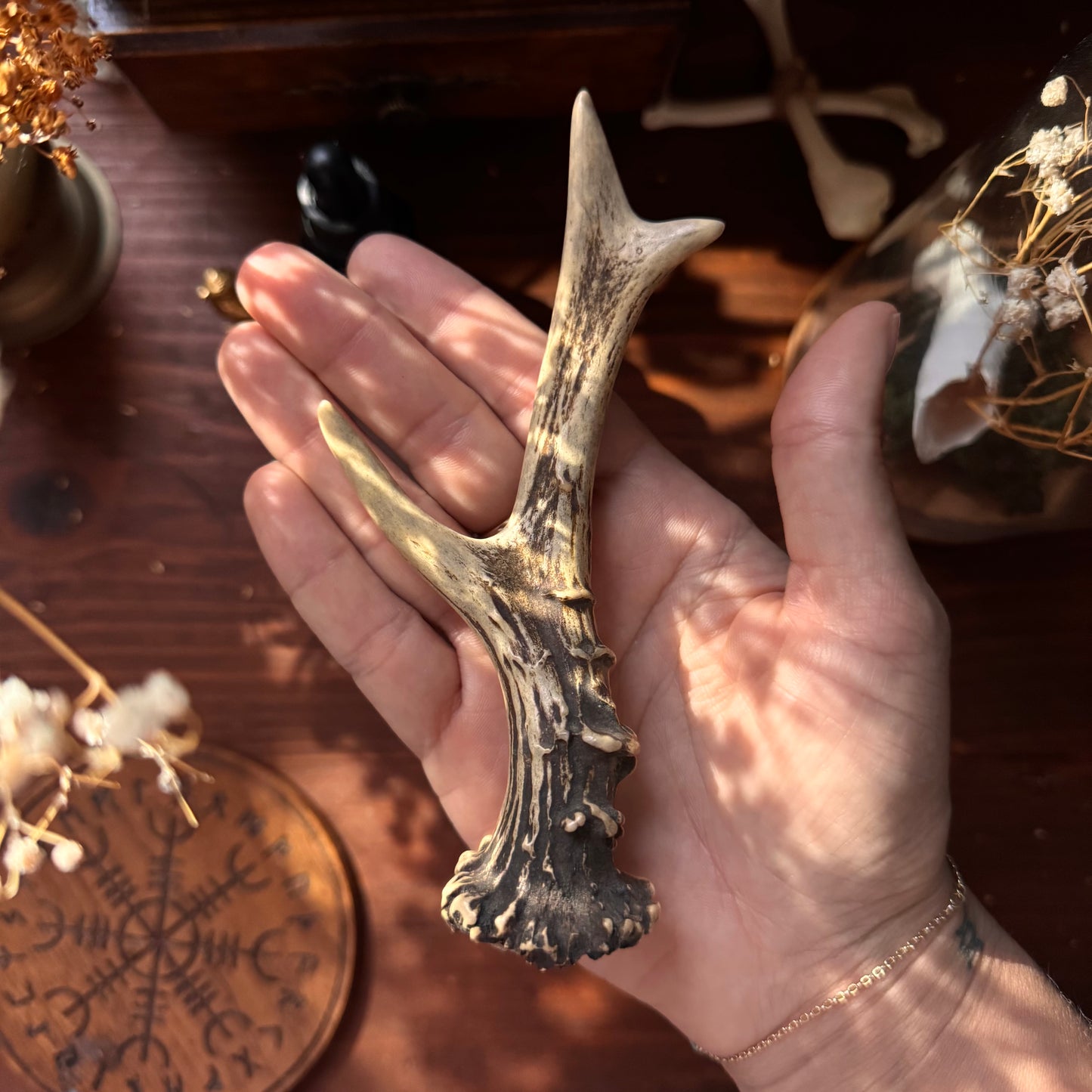 Mini Roe Deer Antler B10