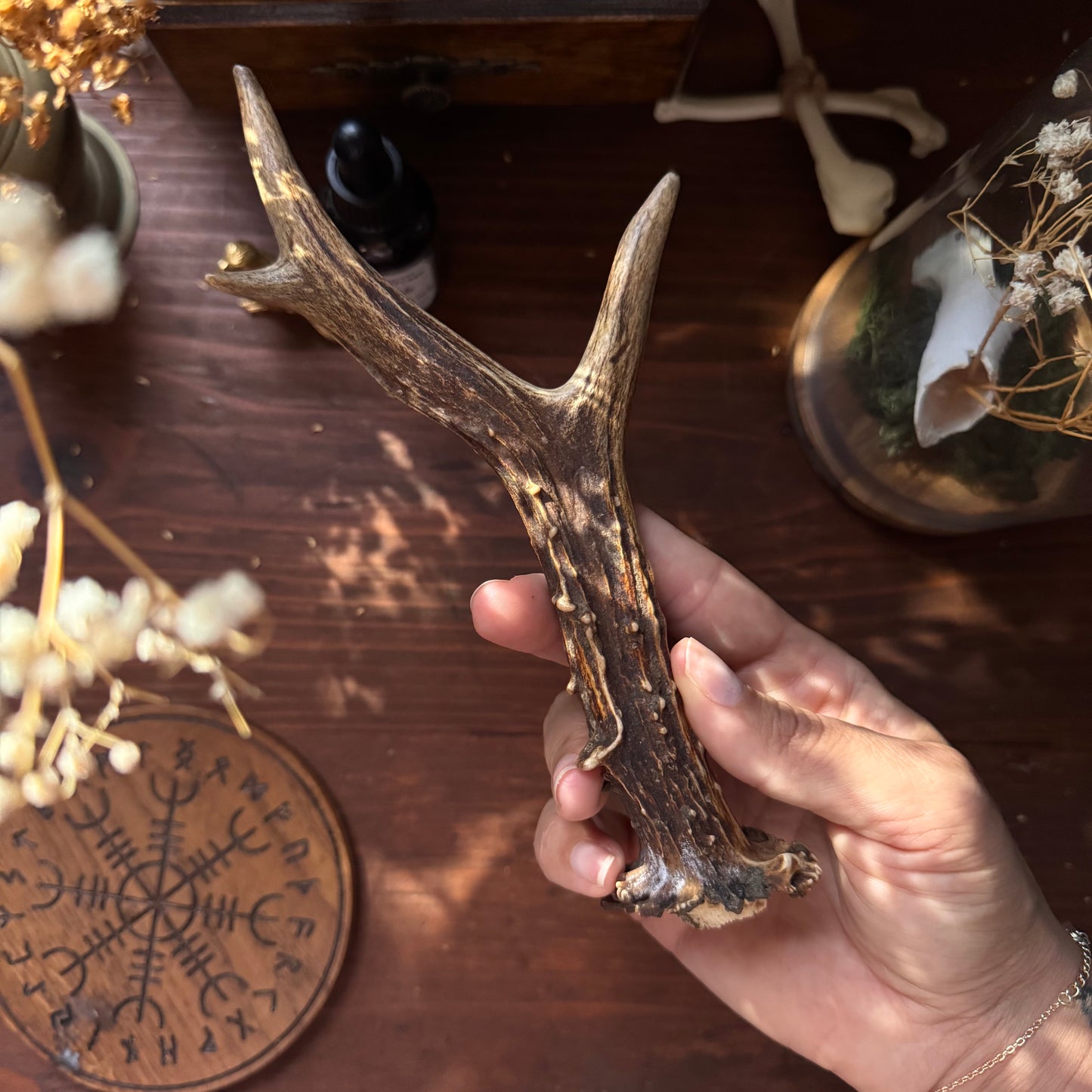 Mini Roe Deer Antler B14