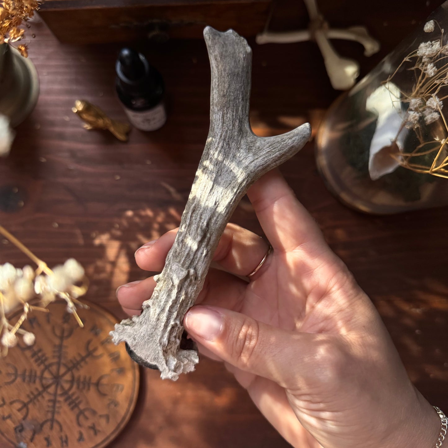 Mini Roe Deer Antler B12