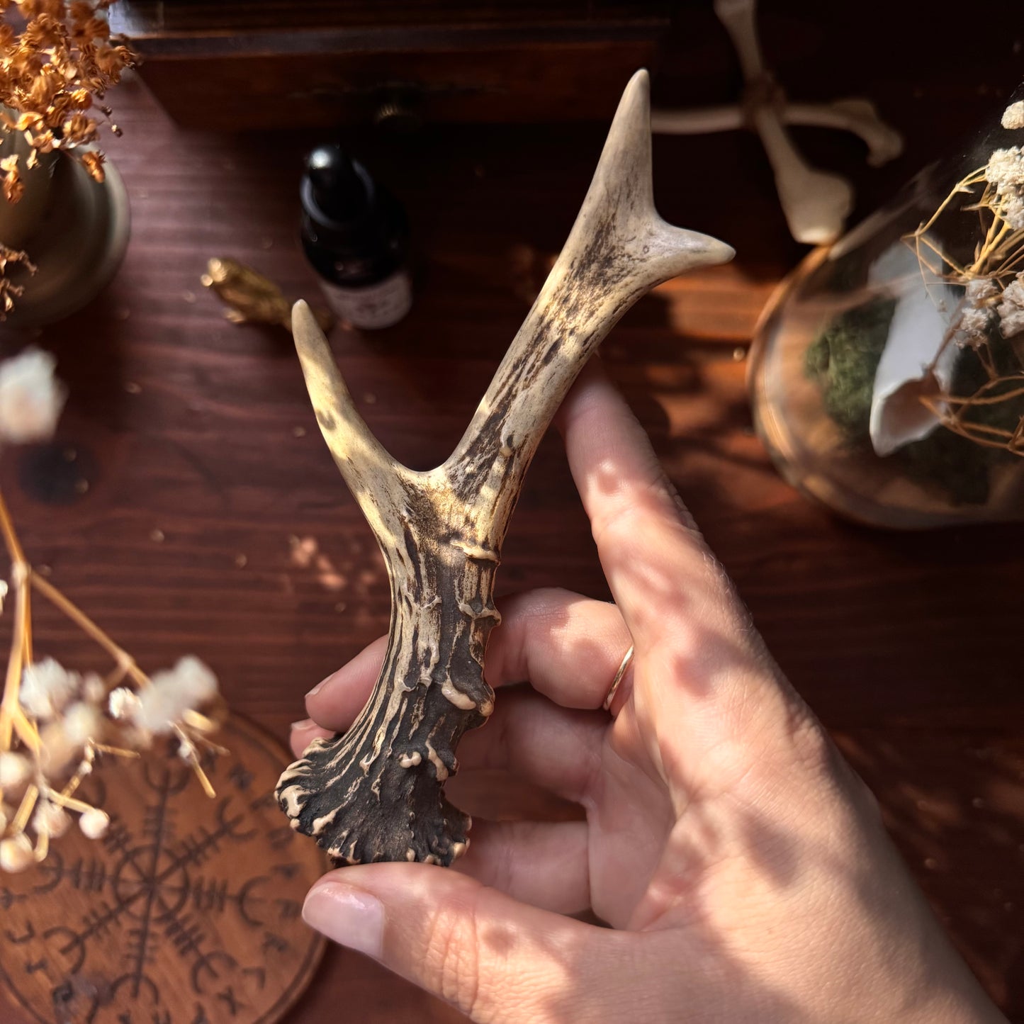 Mini Roe Deer Antler B10
