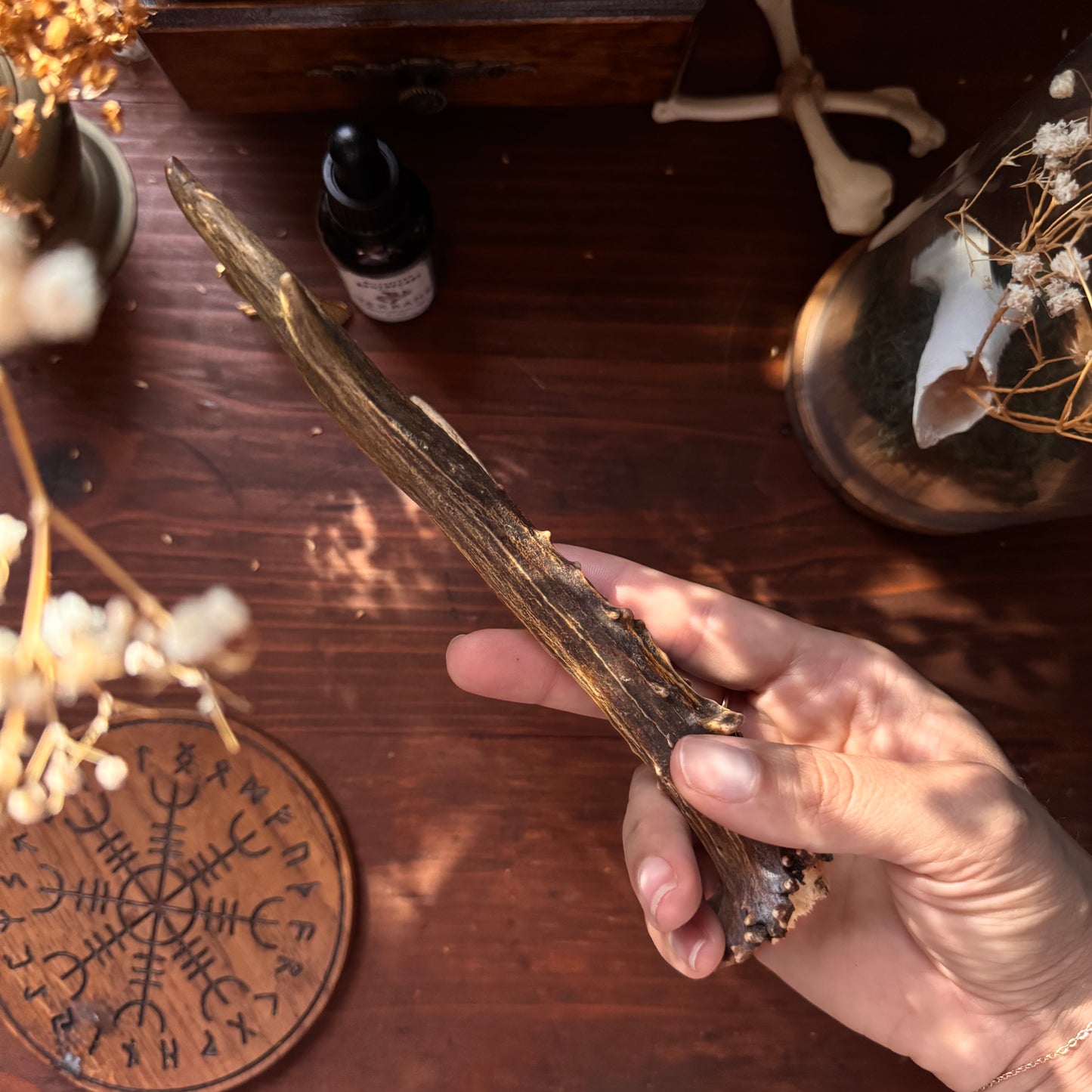 Mini Roe Deer Antler B14