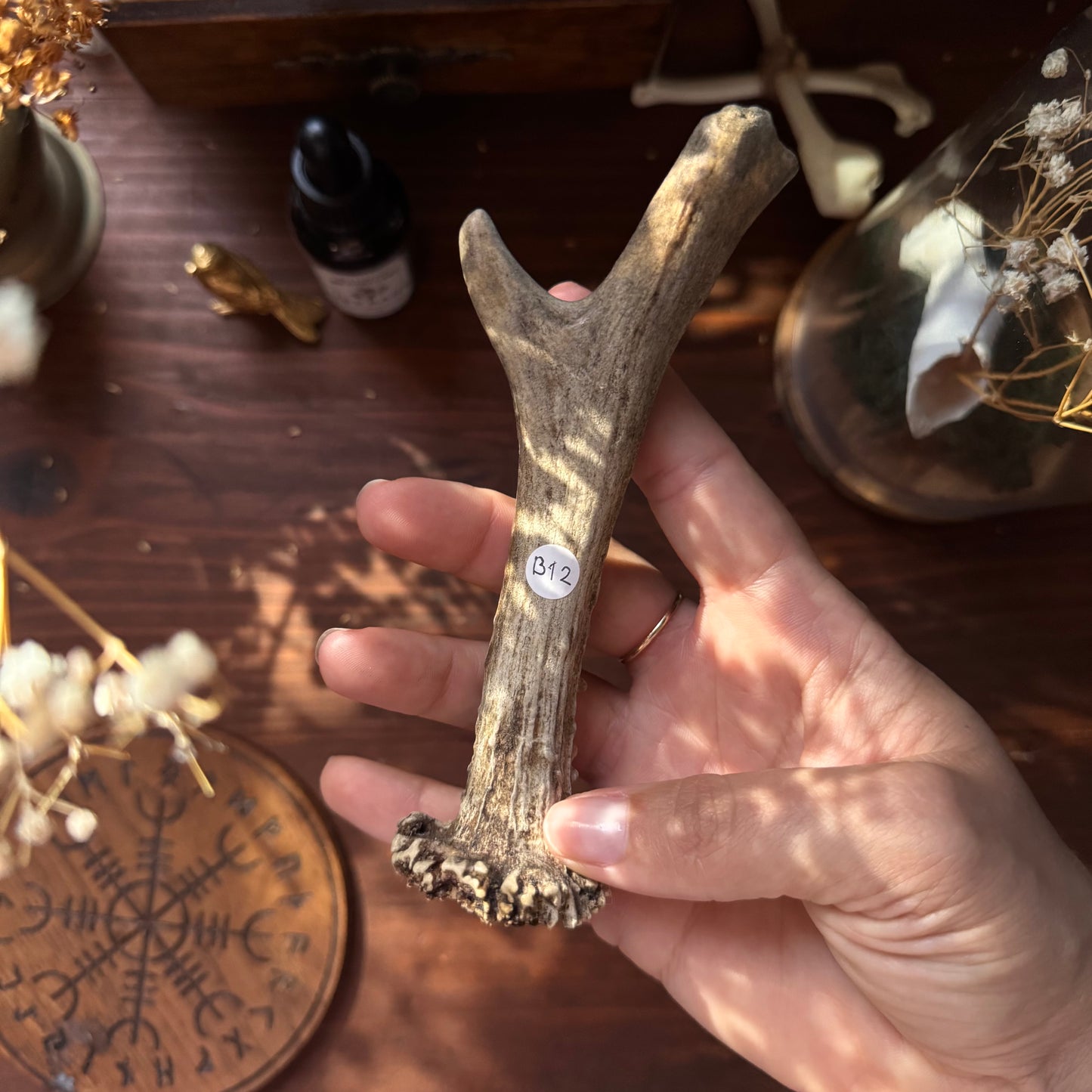 Mini Roe Deer Antler B12