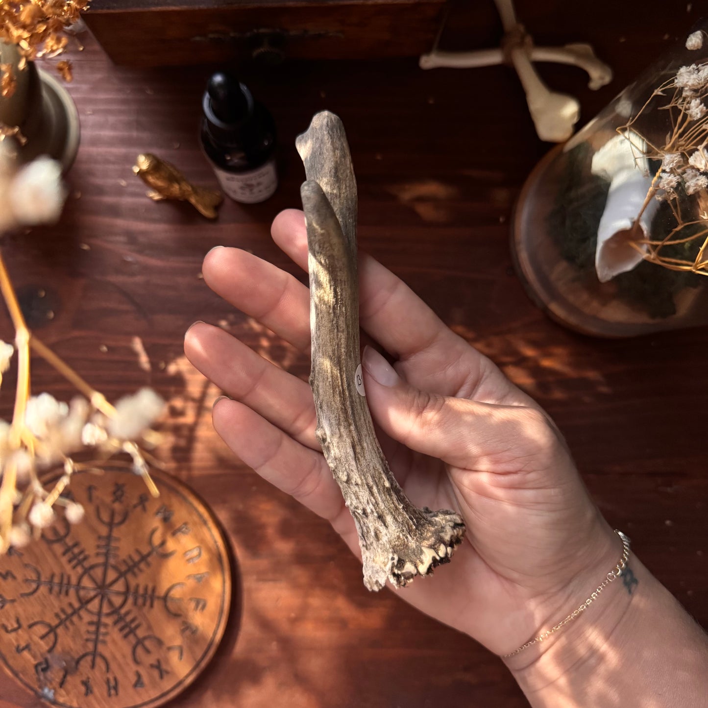 Mini Roe Deer Antler B12