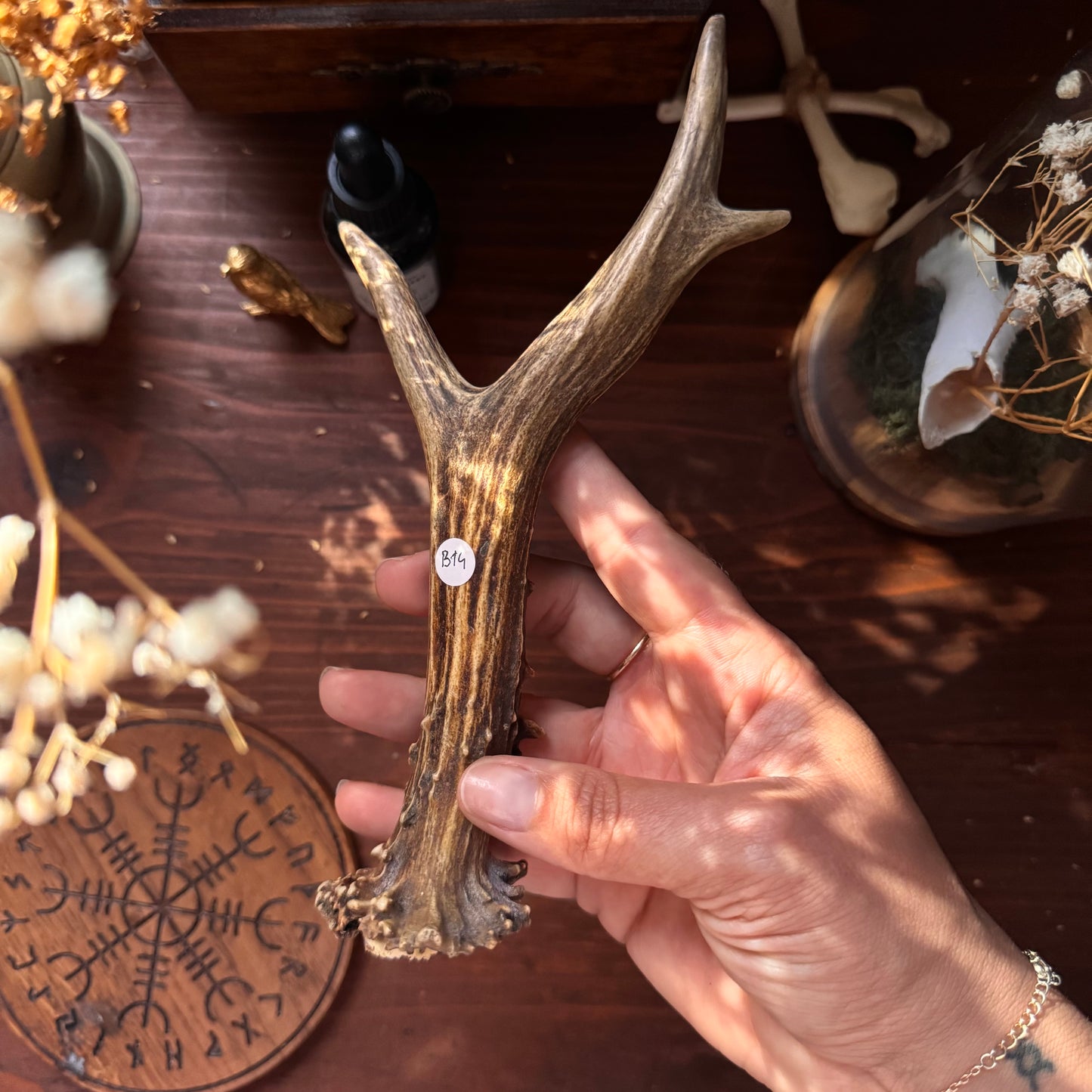 Mini Roe Deer Antler B14