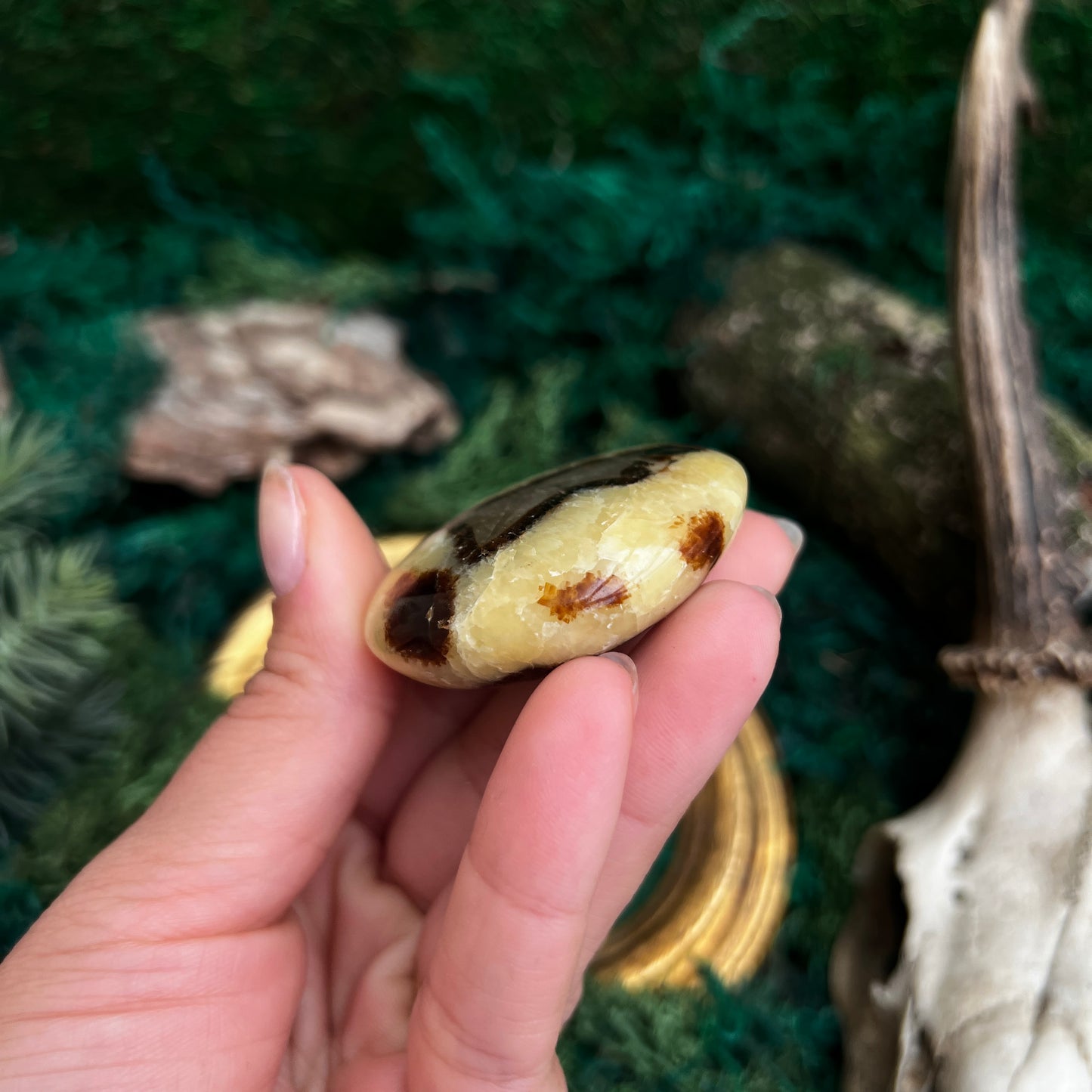 Septarian Palmstone SP4