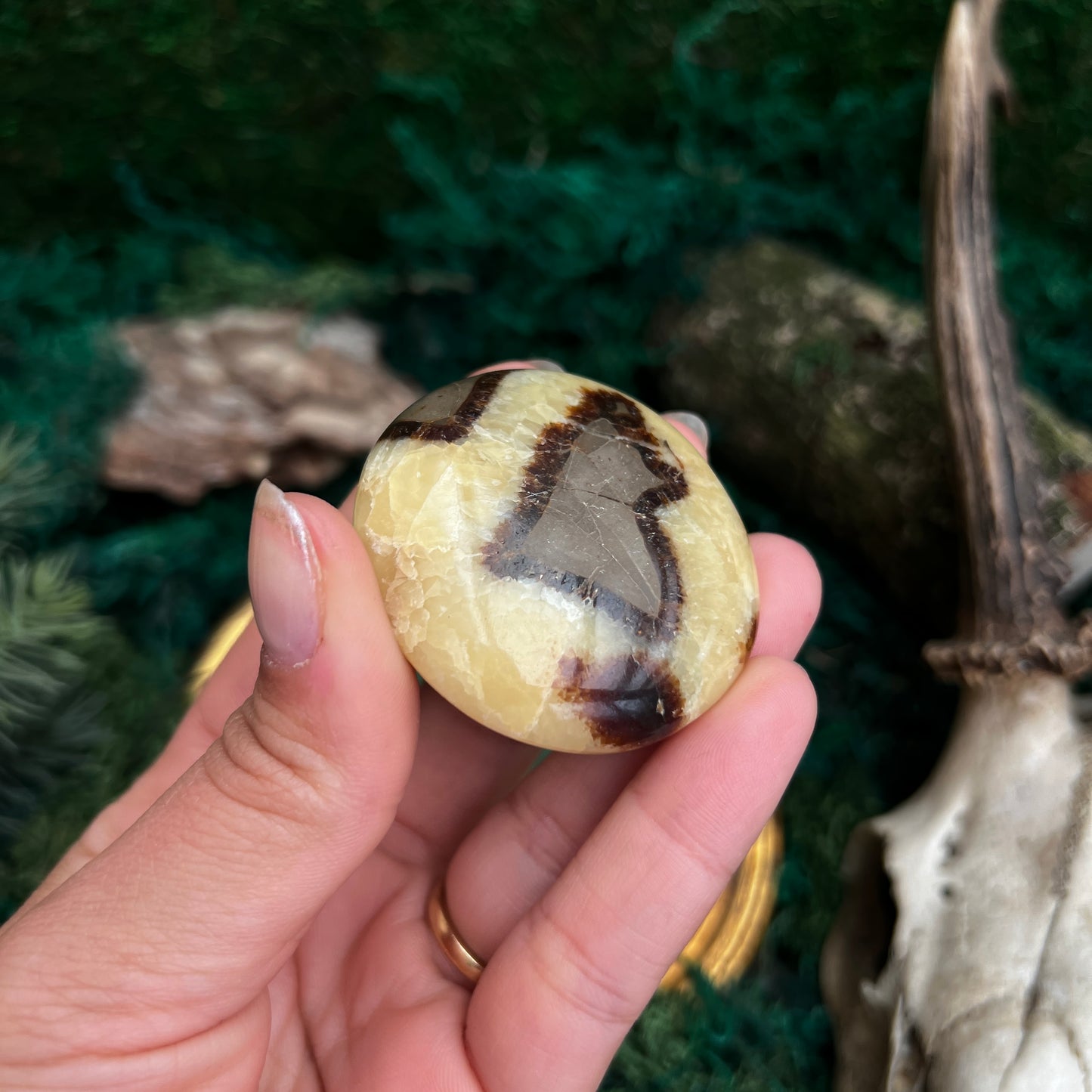 Septarian Palmstone SP4