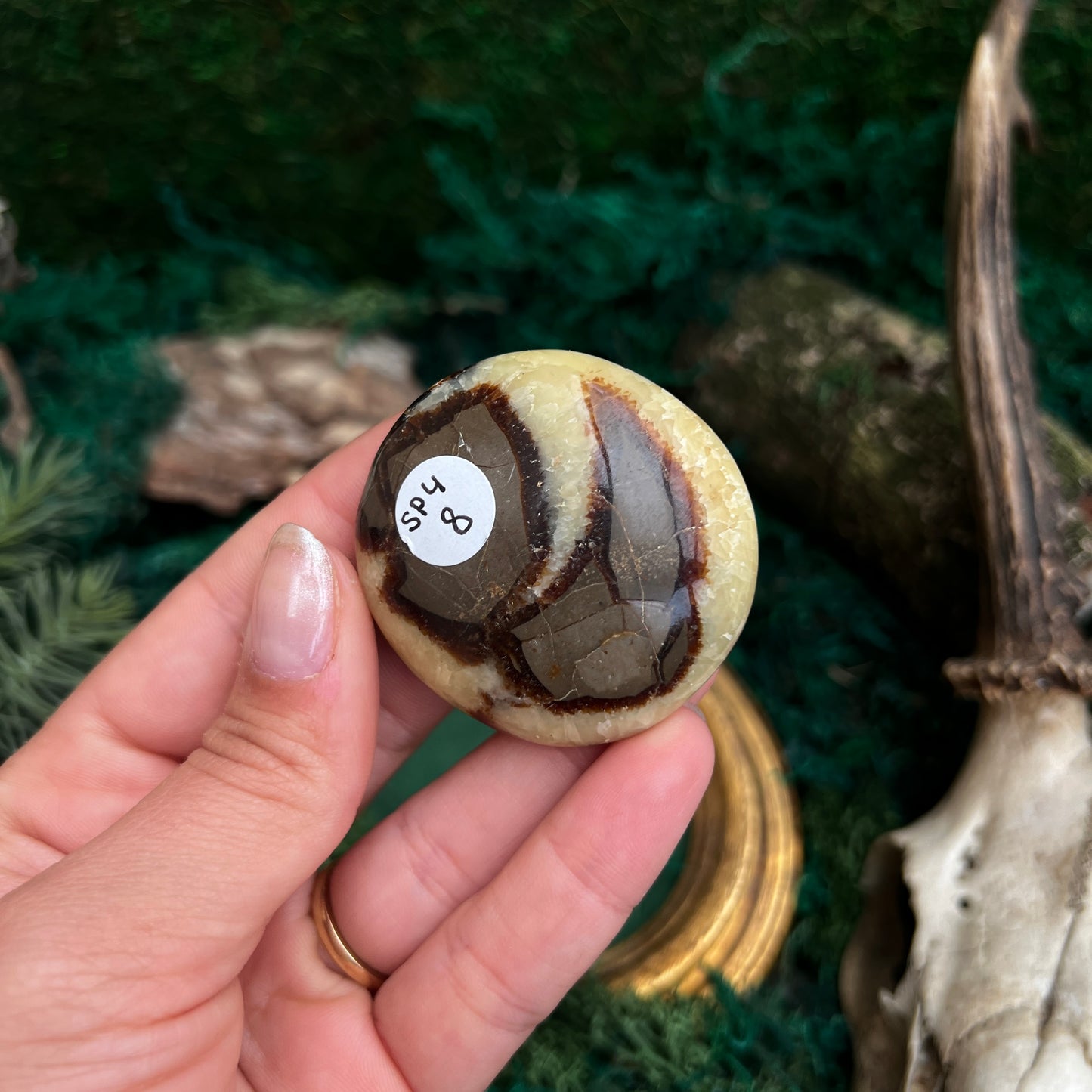 Septarian Palmstone SP4