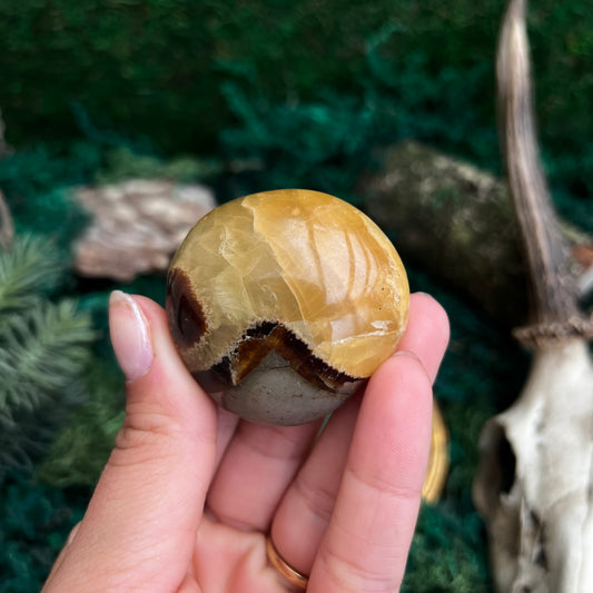 Septarian Palmstone SP9