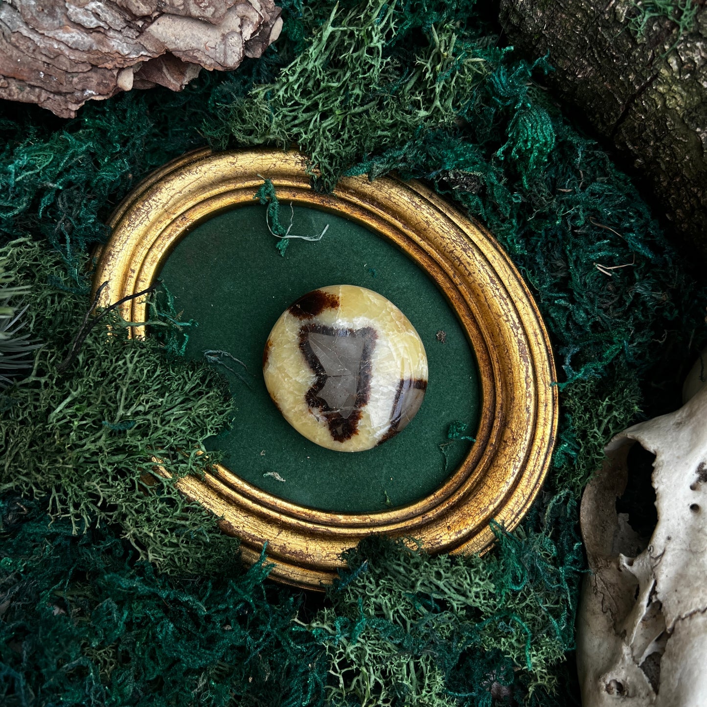 Septarian Palmstone SP4