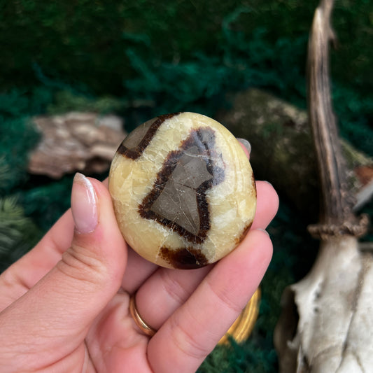 Septarian Palmstone SP4