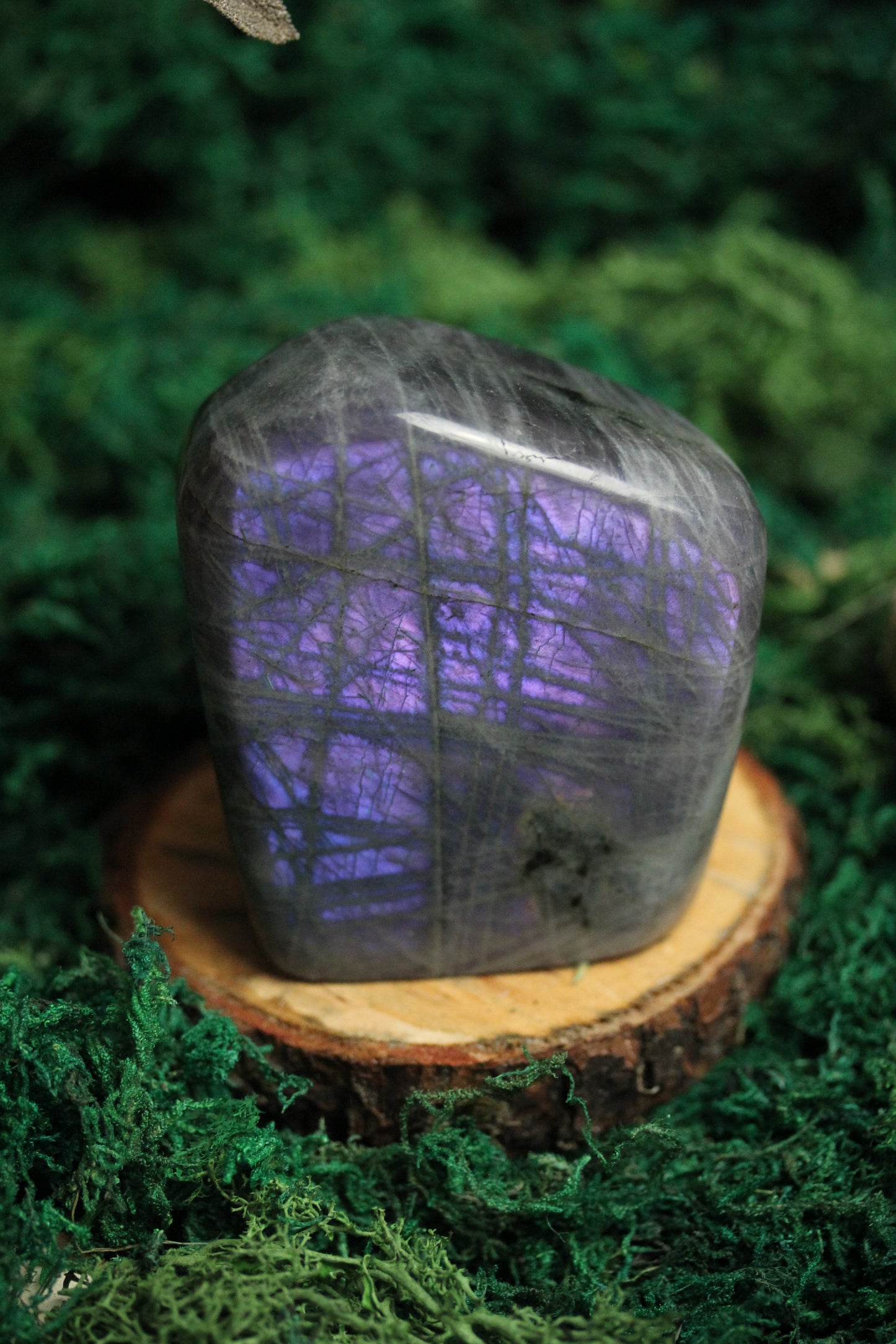Purple Labradorite Freeform LF39